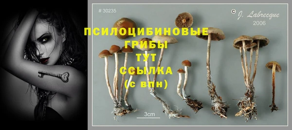 шишки Аркадак